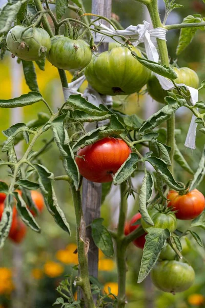 Świeże Naturalne Organiczne Czerwone Zielone Pomidory Krzewie Rosnące Ogrodzie — Zdjęcie stockowe