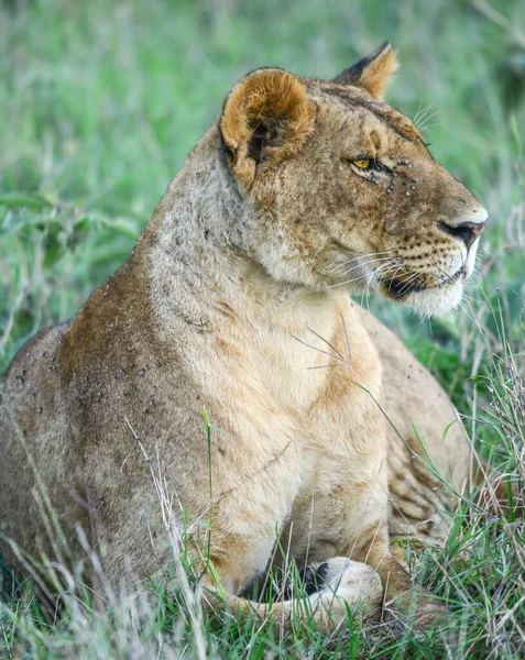 Plan Sélectif Lionne Couchée Sur Herbe — Photo