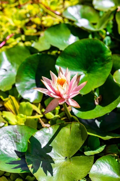 Vertical Shot Blooming Pink Nelumbo Nucifera Flower Surrounded Green Leaves — Stock Photo, Image