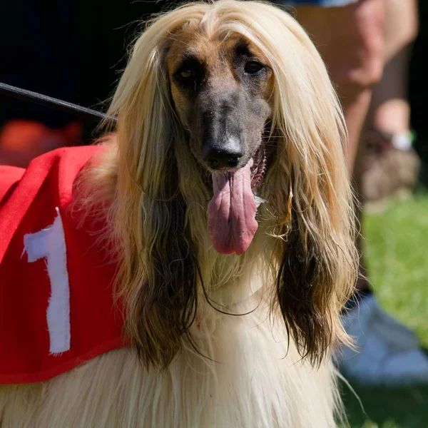 Portrait of a racer afghan dog head which wear a number one on his red jacket.