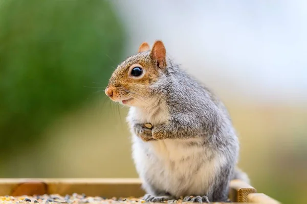 Ein Porträt Des Entzückenden Grauhörnchens Verschwommenen Hintergrund — Stockfoto