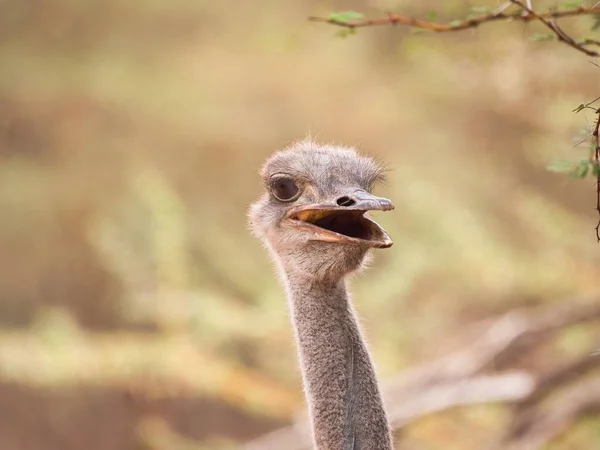 Porträtt Olika Vinklar Sympatisk Honstruts — Stockfoto