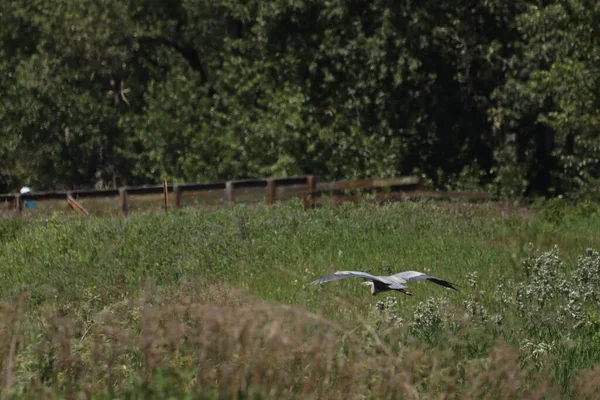 Den Stora Blå Häger Flyger Ovanför Grön Äng Ardea Herodias — Stockfoto