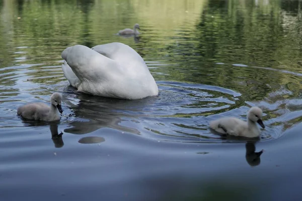 Hermoso Cisne Blanco Buceando Para Peces Cisnes Bebé Nadando Superficie —  Fotos de Stock