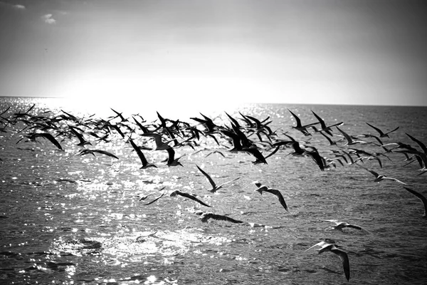 Graustufenaufnahme Eines Vogelschwarms Der Über Dem Meerwasser Fliegt — Stockfoto