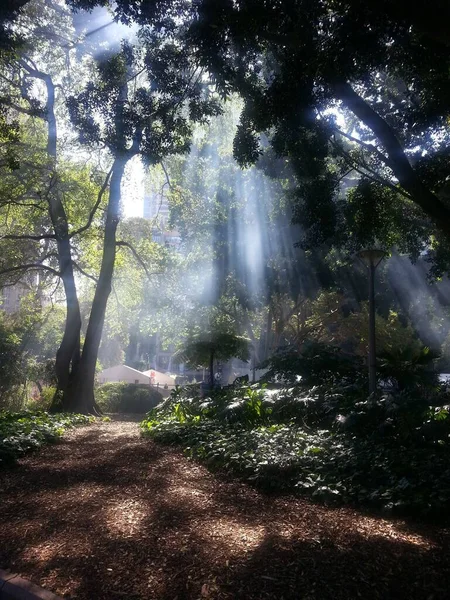 Promienie Słońca Przez Wysokie Drzewa Hyde Parku Sydney Australia — Zdjęcie stockowe