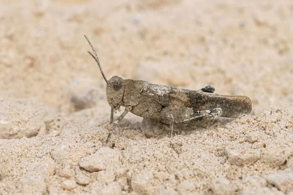 Primeros Planos Detallados Sobre Saltamontes Mediterráneo Alas Azules Edipoda Caerulescens —  Fotos de Stock