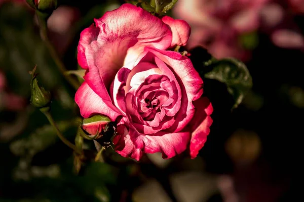 在花园里绽放着一束粉红色玫瑰的特写 — 图库照片
