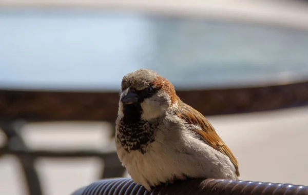 Vogel Zoek Naar Eten Zittend Een Stoel — Stockfoto