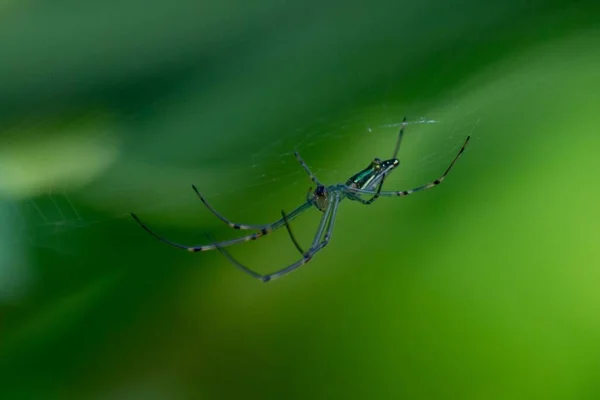 Bulanık Yeşil Bir Arka Plana Karşı Ağıyla Örümceğin Makro Görüntüsü — Stok fotoğraf