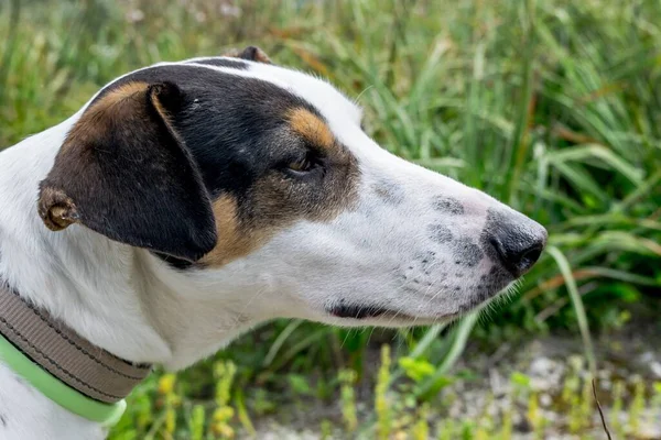 Close up shot of the face of a fox terrier and pointer cross mix breed dog, with hazel eyes, in the Maltese countryside.