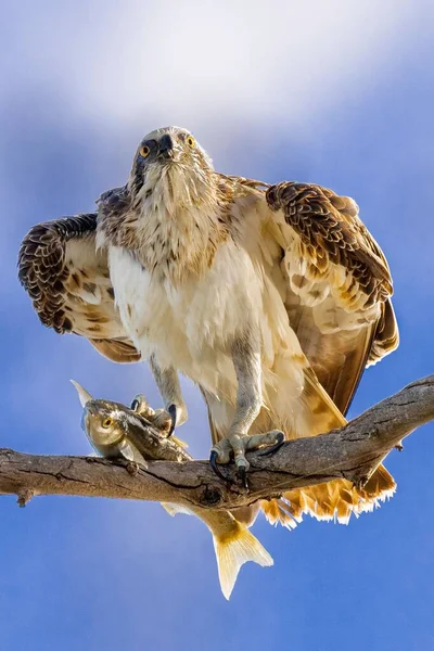 Aquila Bruna Appollaiata Sul Ramo Con Pesce Tra Gli Artigli — Foto Stock