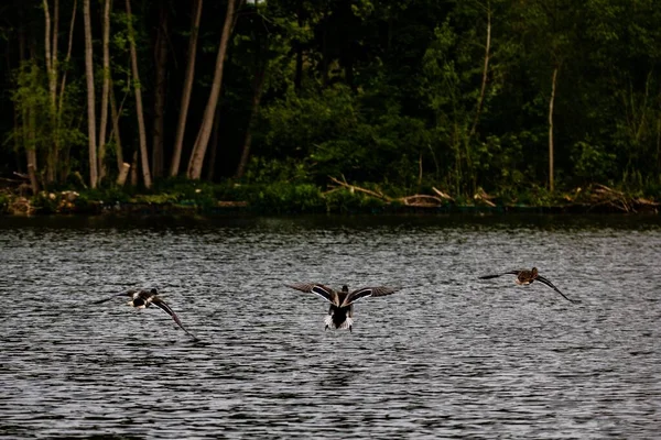 Vacker Utsikt Över Ankor Som Flyger Över Sjön Skog Dagsljus — Stockfoto