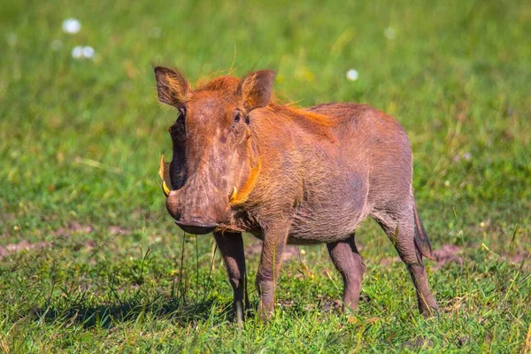 Μια Warthog Στέκεται Και Κοιτάζοντας Την Κάμερα Μια Ηλιόλουστη Μέρα — Φωτογραφία Αρχείου