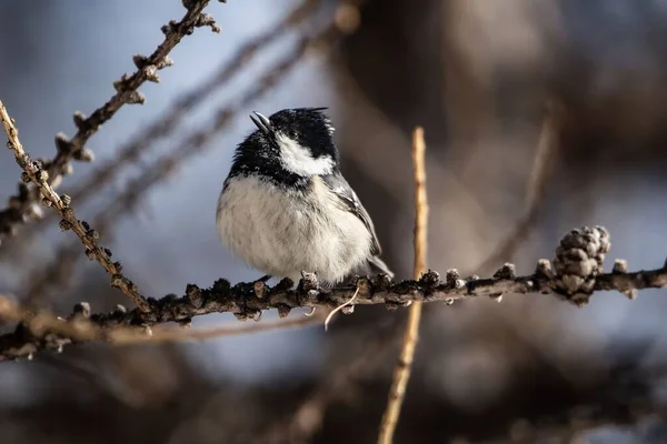 Close View Coal Tit Perching Pine Tree Branch Looking — Stockfoto