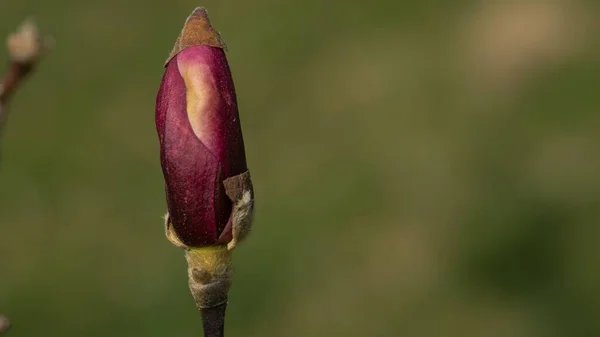 Närbild Magnolia Blomma Knopp — Stockfoto