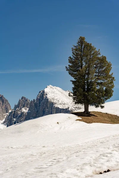 Vertikal Bild Ett Ensamt Grönt Träd Toppen Snöig Seiser Alm — Stockfoto