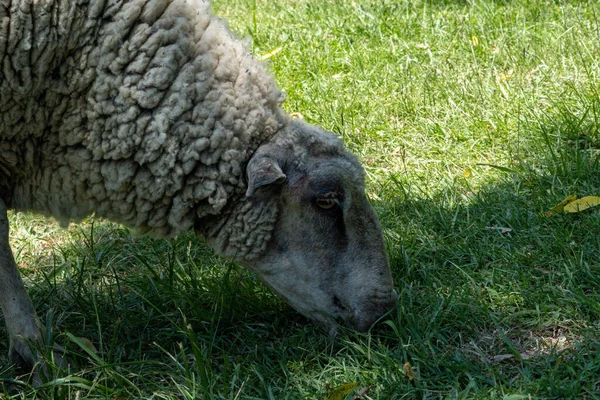 在阳光明媚的日子里 一只白羊在青草上吃草的特写画面 — 图库照片