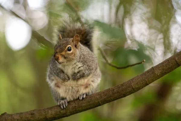 Écureuil Gris Est Duveteux Reposant Sur Une Branche Arbre — Photo