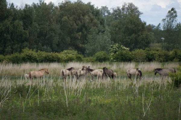 Horses Grazing Green Meadow Oostvaardersplassen Lelystad Netherlands — Stock Photo, Image