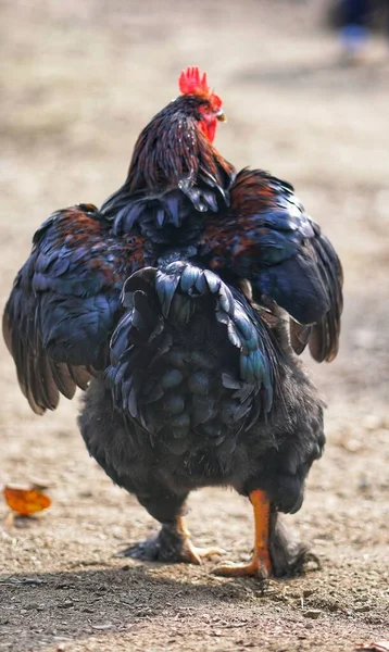 Een Achteraanzicht Van Zwarte Haan Met Open Vleugels Lopend Grappige — Stockfoto