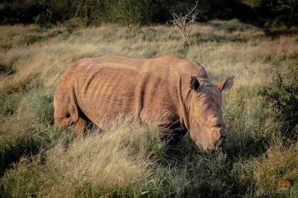 Uma Vista Panorâmica Rinoceronte Pastando Grama Verde — Fotografia de Stock