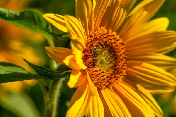 Eine Nahaufnahme Einer Biene Auf Einer Sonnenblume Helianthus — Stockfoto
