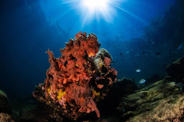 Grupo Peixes Nadando Perto Dos Corais — Fotografia de Stock