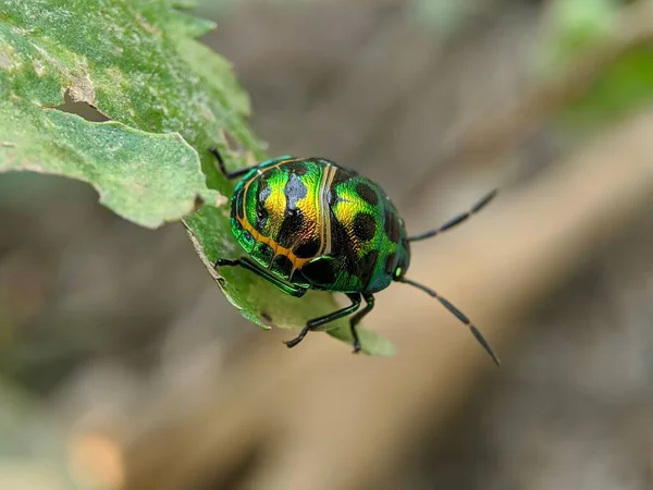 Closeup Shot Green Beetle Leaf — Stock Photo, Image