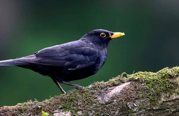Pájaro Negro Posado Tronco — Foto de Stock