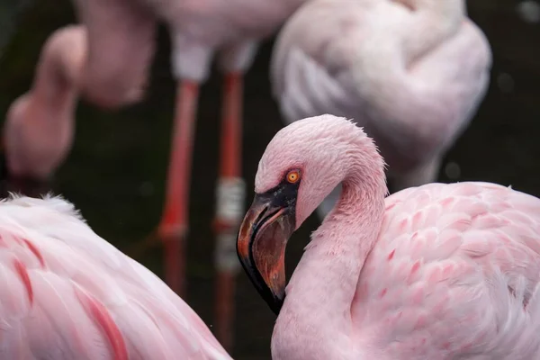 Eine Nahaufnahme Eines Tropischen Flamingos Leuchtend Rosa — Stockfoto