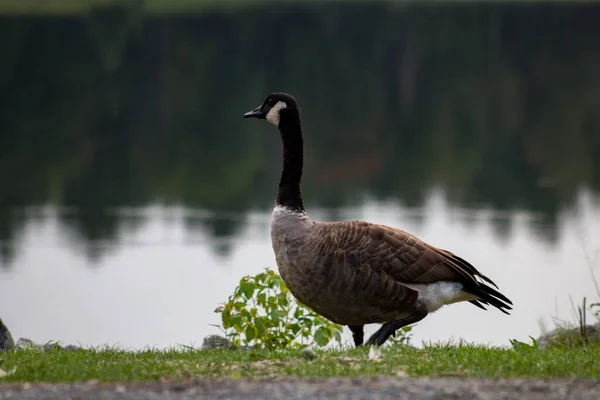 Goose Hanging Out Lake — Stock Photo, Image
