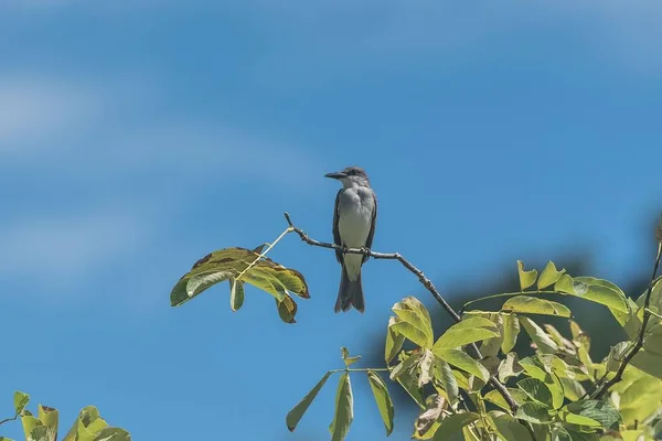 Grey Kingbird Bird Perched Branch Guadeloupe — Stock Photo, Image