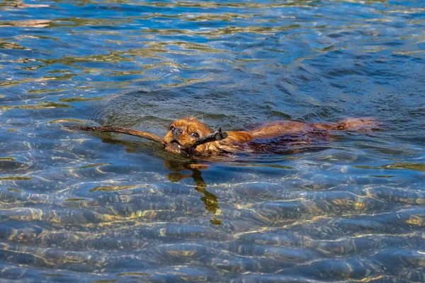 Dog Cavalier King Charles Ruby Puppy Swimming Piece Wood —  Fotos de Stock