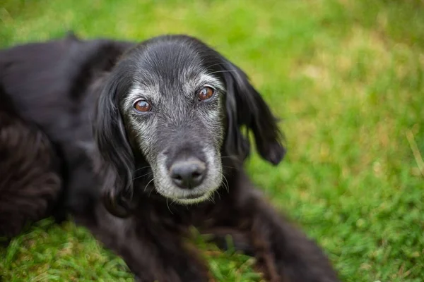 一张美丽的黑色猎犬的照片躺在草地上 — 图库照片