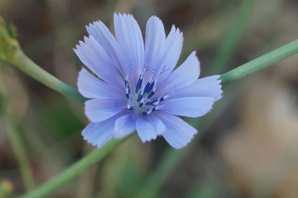 Akdeniz Deki Narin Mavi Renkli Yabani Cichory Çiçeği Cichorium Intybus — Stok fotoğraf