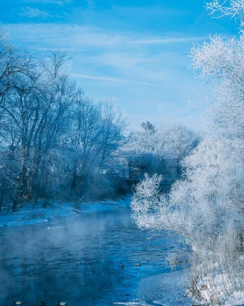 美丽的树木覆盖着积雪 在寒冷的冬日阳光下 鸭子在结冰的湖中游泳 — 图库照片
