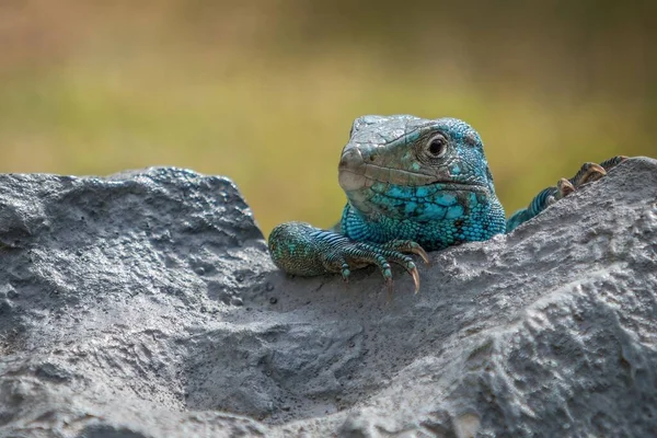 Portrait Whiptail Lizard Hiding Rock — Stock Photo, Image