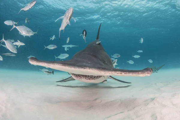 一头驼背头鲨在水里游来游去寻找食物 — 图库照片