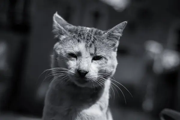 Närbild Monokrom Skott Söt Katt Med Långa Morrhår — Stockfoto