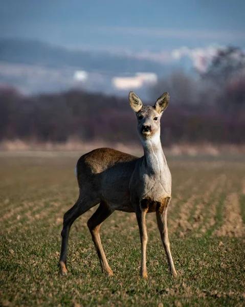 Ein Vertikaler Schuss Eines Rehs Capreolus Capreolus Kosice Slowakei — Stockfoto