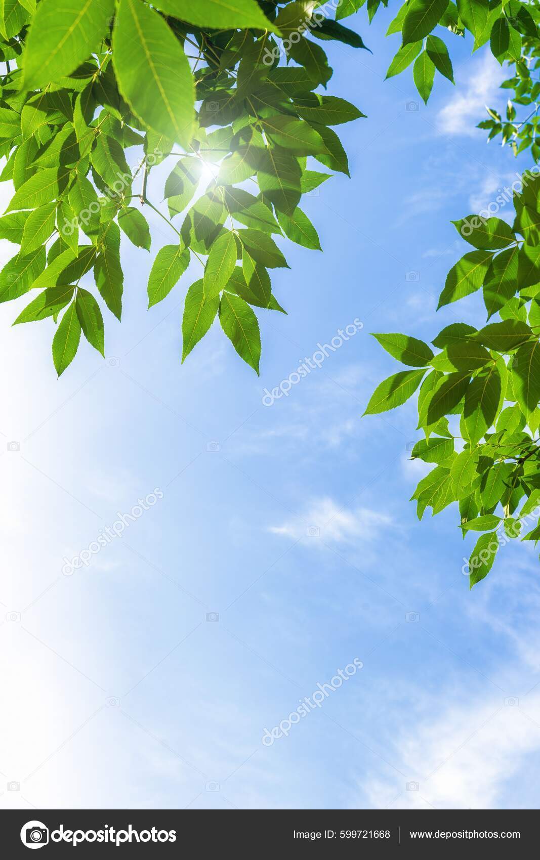 一张垂直的树的照片叶子上闪烁着阳光背景上是蓝天——图库图片© wirestock_creators #599721668