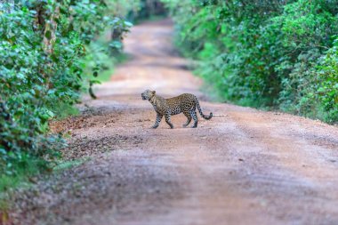 Vahşi bir Sri Lanka leoparı vahşi doğada avını arıyor.
