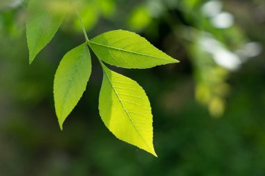 Ağaçların bulanık arka planında güneş ışığı ve gölgeli bir ağaç yaprağının yakın plan çekimi.