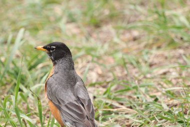 Amerikan bülbülü Turdus migratorius 'a yakın çekim.