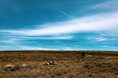 Bulutlu mavi gökyüzünün altında kurumuş çimlerin ve çalıların manzarası.