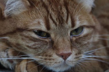 Kahverengi tekir kedinin yakın plan görüntüsü.