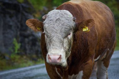 Koca Boğa yolda yürüyor.