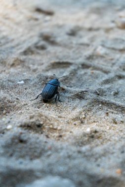 Kumda küçük bir böcek