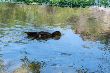 Güneşli bir günde yüzerken su içen kahverengi bir yaban ördeğinin yüksek açılı görüntüsü